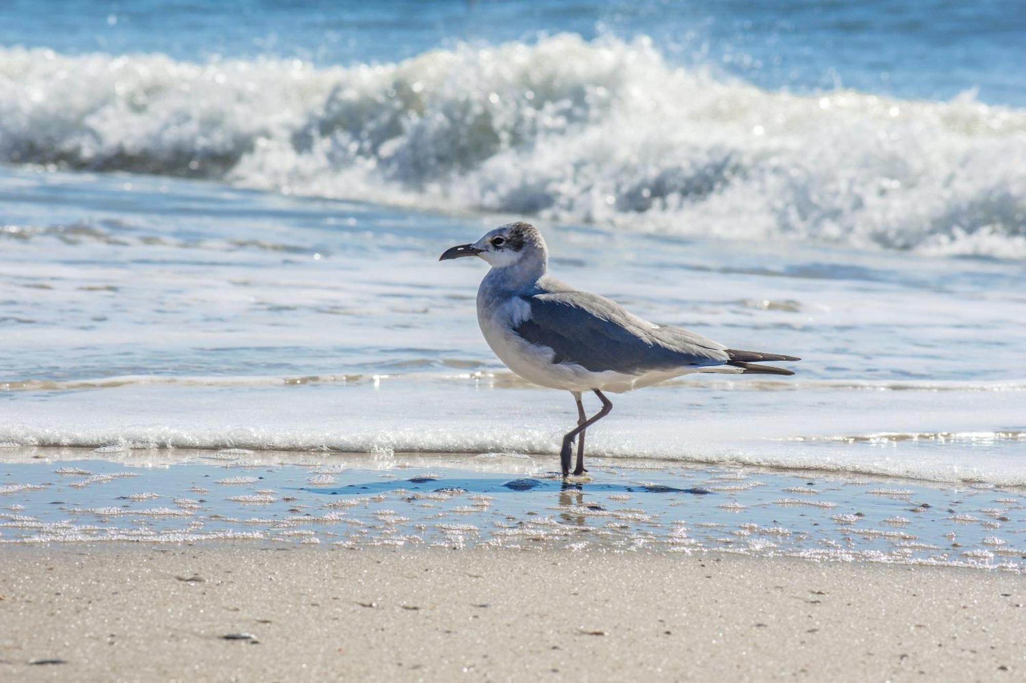 The Beach Is Only Steps Away Gulf Shores Exteriér fotografie